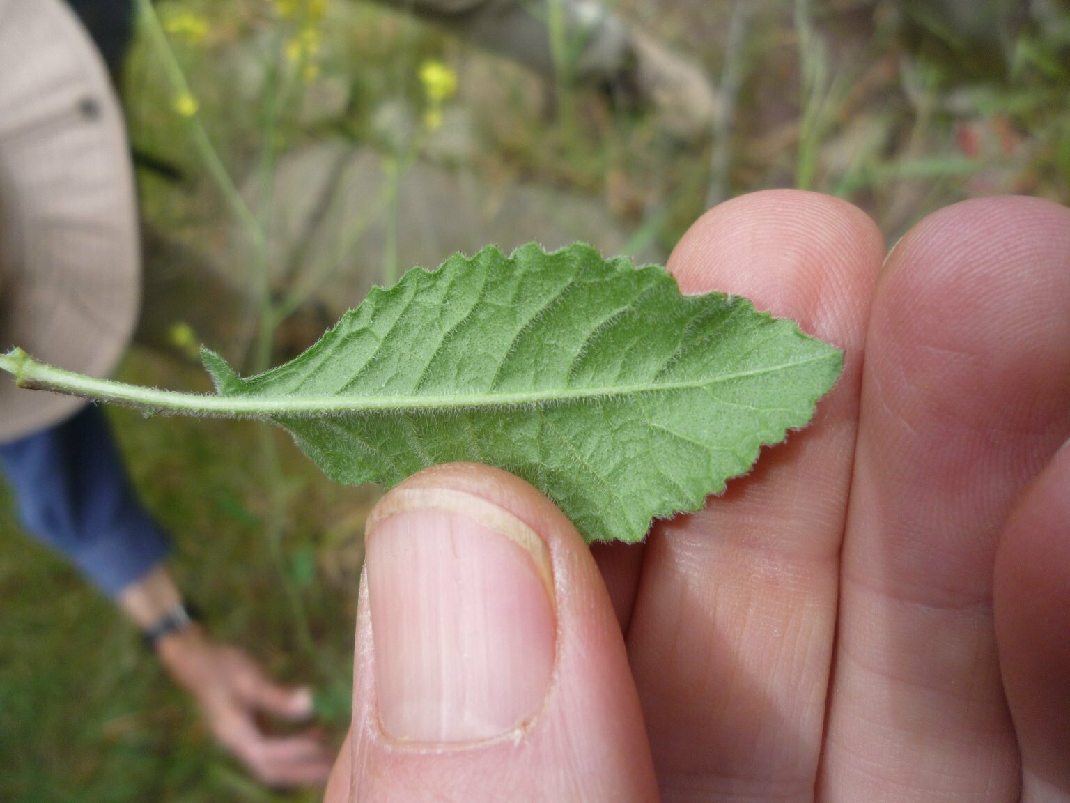 High Resolution Hirschfeldia incana Leaf